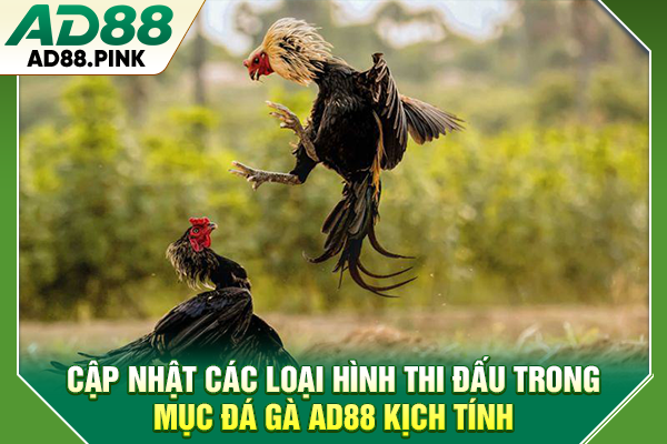 Đá Gà AD88 Với 4 Hình Thức Thi Đấu Sôi Động, Kịch Tính Top 1 Cập nhật các loại hình thi đấu trong mục đá gà AD88 kịch tính