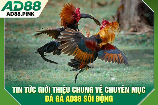 Đá Gà AD88 Với 4 Hình Thức Thi Đấu Sôi Động, Kịch Tính Top 1 Tin tức giới thiệu chung về chuyên mục đá gà AD88 sôi động